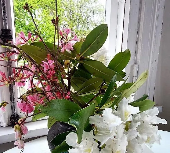 Lossikambri Kuelaliskorterid